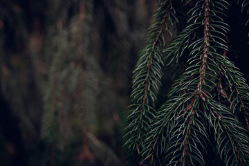 Closeup of green coniferous pine needles with blurry background