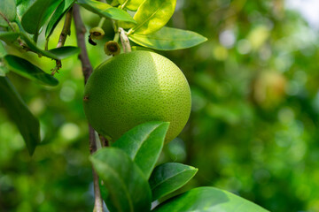 Green pomelo on tree