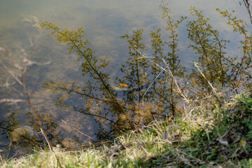 Lake. The lake is polluted with bicycle tires. Denmark. Copenhagen.