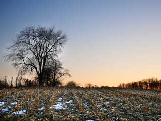 Corn field in winter