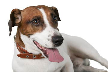 Jack Russell Terrier Resting on the Ground
