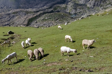 A herd of sheep in the mountains. Beautiful mountain landscape view.