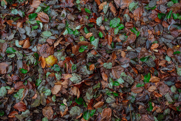 Part of the decoration of the facade of the building and the material from which it is built; 
wet autumn leaves on the ground in the forest