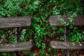 Part of the decoration of the facade of the building and the material from which it is built; 
old benches in green bushes