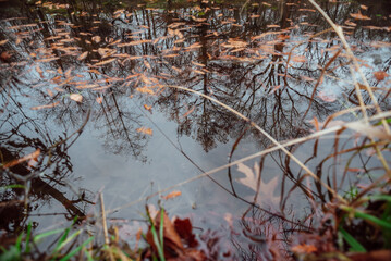 Part of the decoration of the facade of the building and the material from which it is built; 
a forest lake on the surface of which lies leaves and autumn trees are displayed