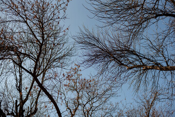Part of the decoration of the facade of the building and the material from which it is built; 
autumn branches on the background of the blue sky