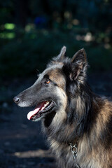 Belgian shepherd dog profile in the open air