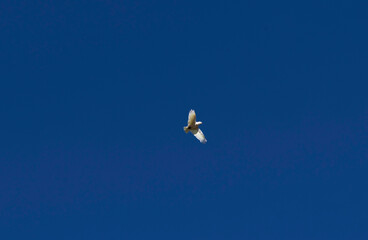 Little Corella (Cacatua sanguinea)