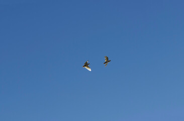 Little Corella (Cacatua sanguinea)