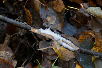 Hair ice on moist dead deciduous wood branch