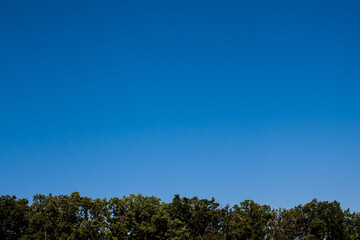 A beautiful landscape of treetops and clear blue skies during the day. Composition with free space for your design or illustrations.