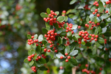 Obraz premium アマミヒイラギモチ 赤い木の実