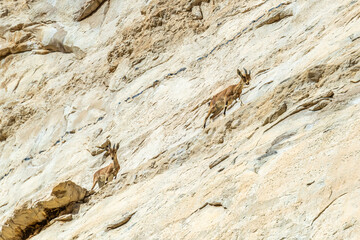 Ibex in on the rock walls in Ein Avdat in the Negev Desert in southern Israel
