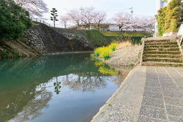 Fototapeta na wymiar 川辺に咲く菜の花と桜「佐賀県嬉野温泉街」