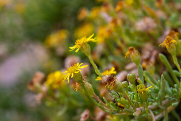 Yellow flowers growing out of the canyon wall at Ein Avdat in the Negev Desert in southern Israel.
