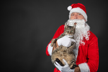 
Portrait von einem verkleideten Weihnachtsmann mit einer Katze auf dem Arm vor grauen Hintergrund...