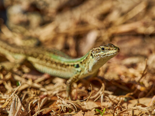 small green lizard crawling on the floor