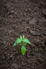 plant in the ground