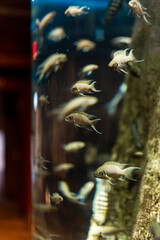 Fish in the ocean. A flock of fish in the sea, aquarium. Aquarium colorful fish in dark blue water. Photo of tropical fish on a coral reef.