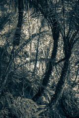 Palm trees in natural tropical jungle forest Ilha Grande Brazil.
