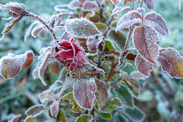 Red rose bush covered with frost on a green background