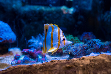 Fototapeta na wymiar Fish in the ocean. A flock of fish in the sea, aquarium. Aquarium colorful fish in dark blue water. Photo of tropical fish on a coral reef.