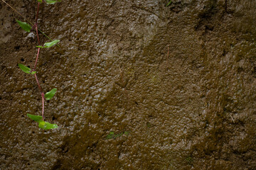 plant growing in soil