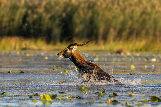 A black lechwe leads the way crossing the water channel in the Bangweulu Wetlands in Zambia.