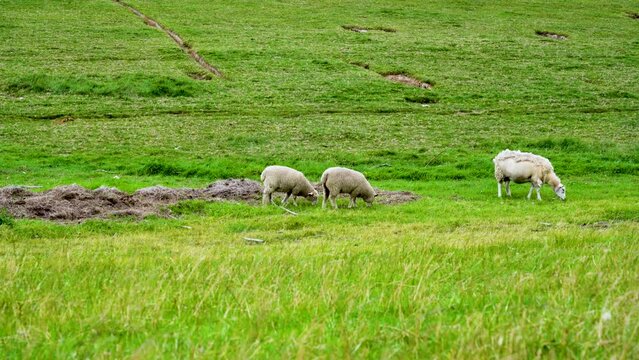 Herd of sheep grazing on a rural green pasture near the mountains in Ribe, Denmark