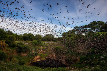The nightly emergence of 20 million Mexican free-tailed bats at Bracken Bat Cave, Texas.