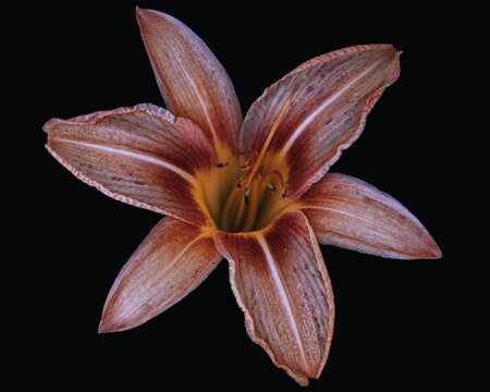 Daylily isolated in black background