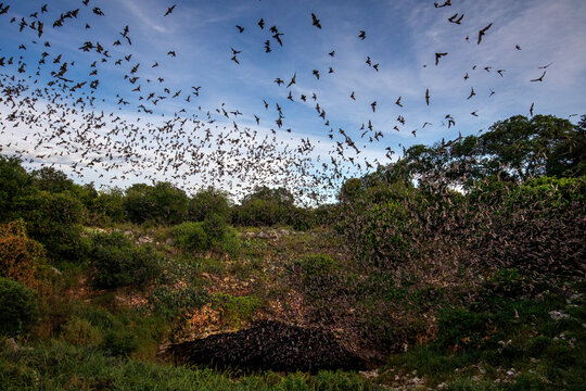The nightly emergence of 20 million Mexican free-tailed bats at Bracken Bat Cave, Texas.