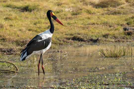 Saddle-billed Stork hunting for fish or frogs at the edge of a pond in Kafue National Park in Zambia.