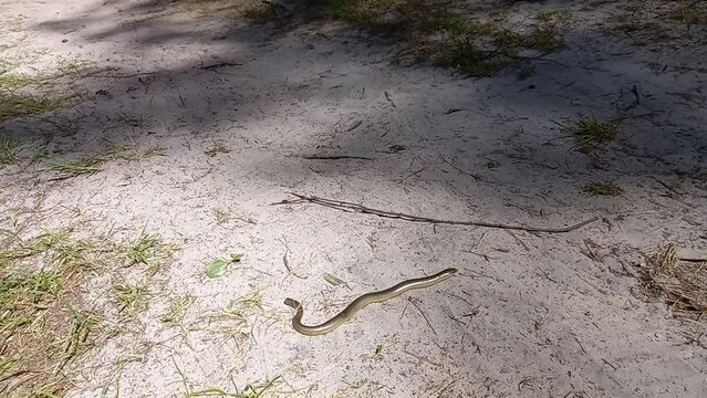 A legless lizard from the family of spindles in the wild. High quality FullHD footage