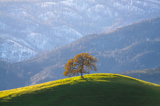 Lone oak tree with rolling hills and snowy mountains, California.