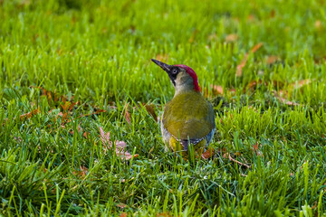 Green woodpecker looking for a food on green grass