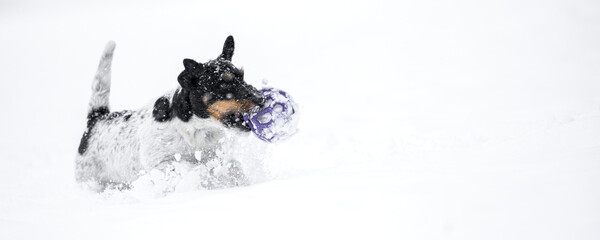 cute small dog runs fast over a meadow in the snowy winter playing and holding a grid ball in its...