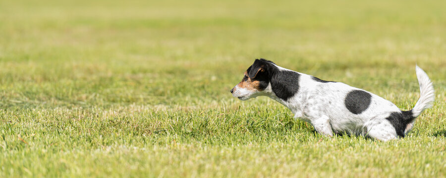 snall old Terrier dog sitting in green nature to pee outside in nature on a meadow