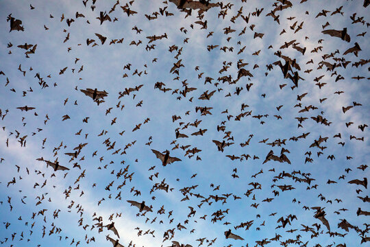 Mexican free-tailed bats emerging from Bracken Bat Cave, Texas.