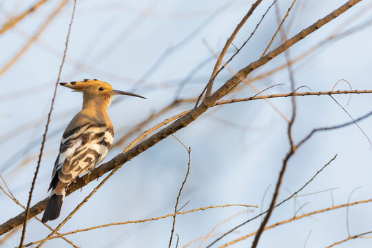 Common Hoopoe (Upupa epops), adult perched on branch. Nepal.
