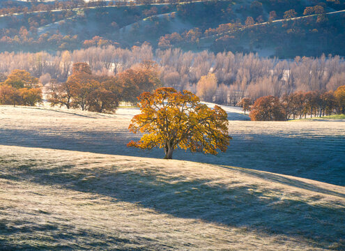A lone oak tree with rolling hills, on a frosty morning in California.