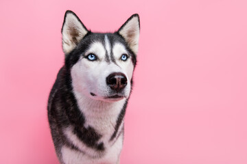 Portrait of cute fluffy siberian husky look attentive his pet owner calling isolated on pastel color background