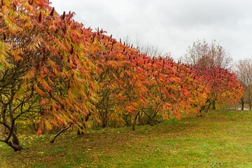 Obraz premium Row of sumac trees in autumn