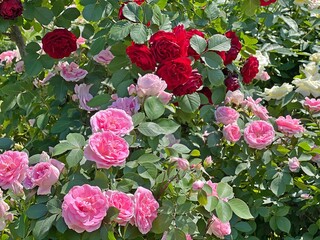 Pink red roses bush in garden.