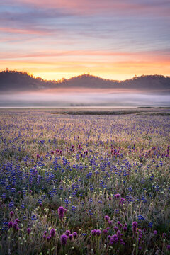 A photo of the 2022 wildflower bloom in the Central Valley of California.