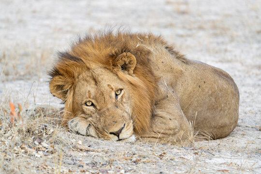 A male lion resting in the shade in Kafue National Park in Zambia.