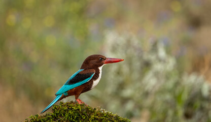 Fototapeta premium Halcyon smyrnensis Turkish name is Izmir Kingfisher