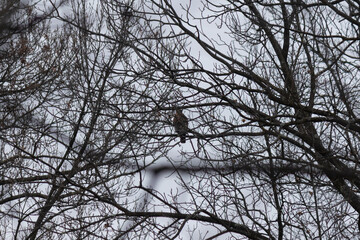 I love the look of this Cooper's hawk almost lost in the tree limbs helping to hide it. You cannot see it clearly but this beautiful bird of prey is busy hunting for whatever scurries by.
