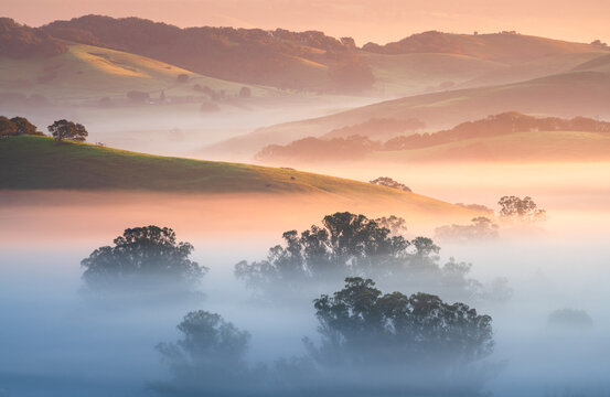 A foggy winter morning in Marin and Sonoma Counties, near Petaluma, California.