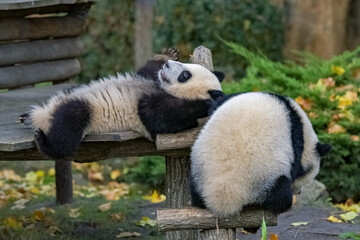 Giant pandas, bear pandas, two babies playing together
